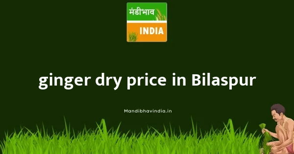 ginger dry price